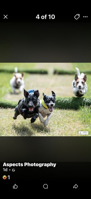 Terrier racing jevington 