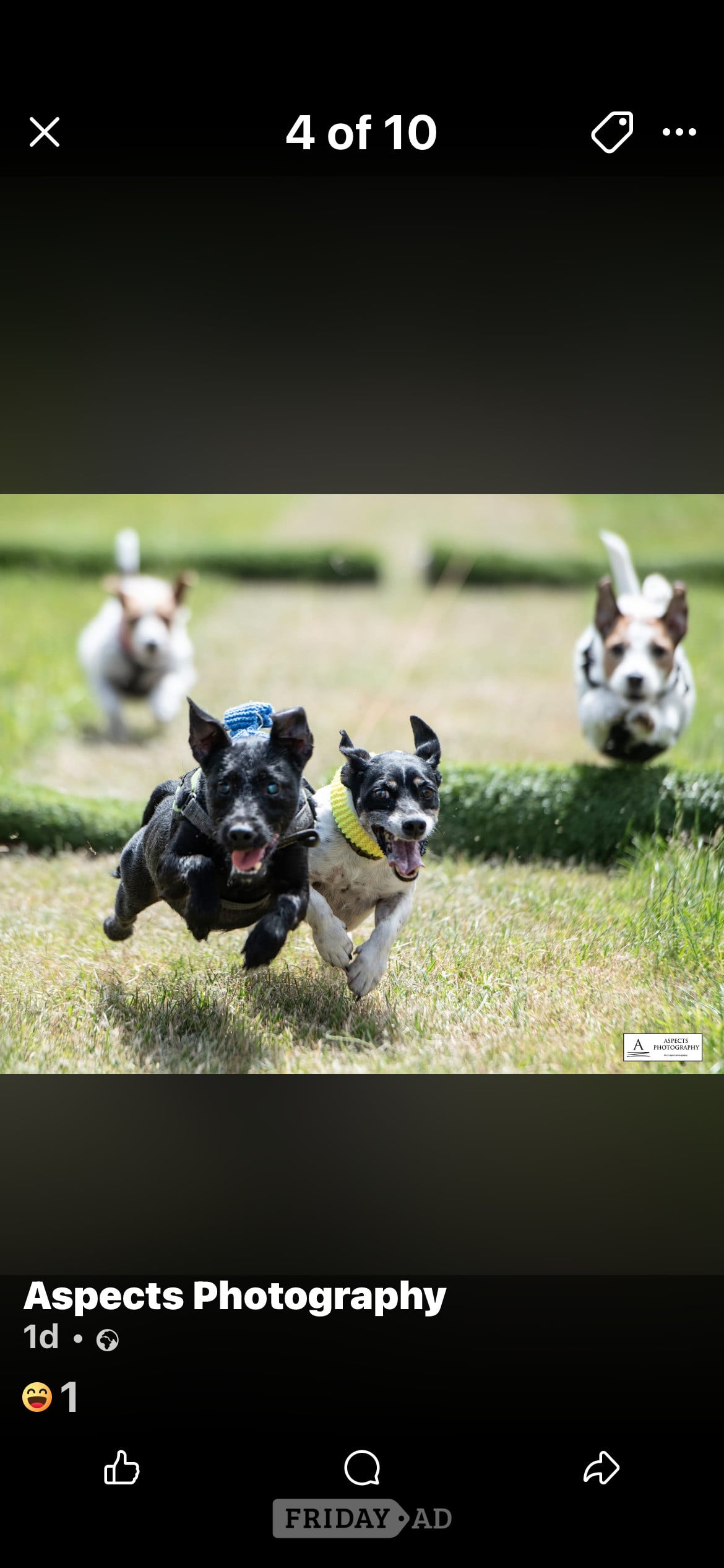 Terrier racing jevington  in The Event Field BN26 5QN