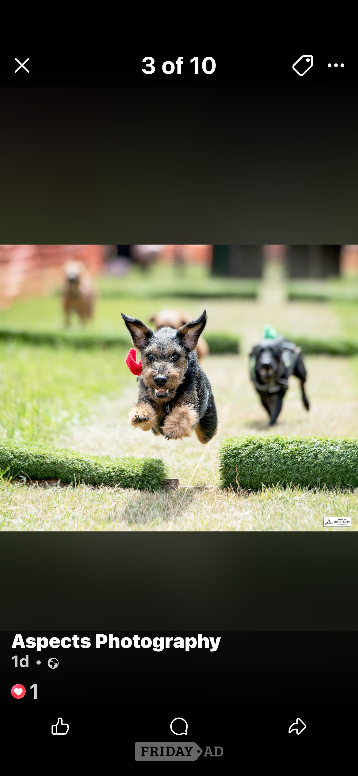 Terrier racing jevington 
