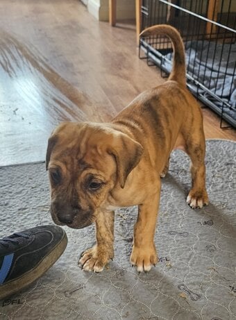 Bullmastiff cross puppies 