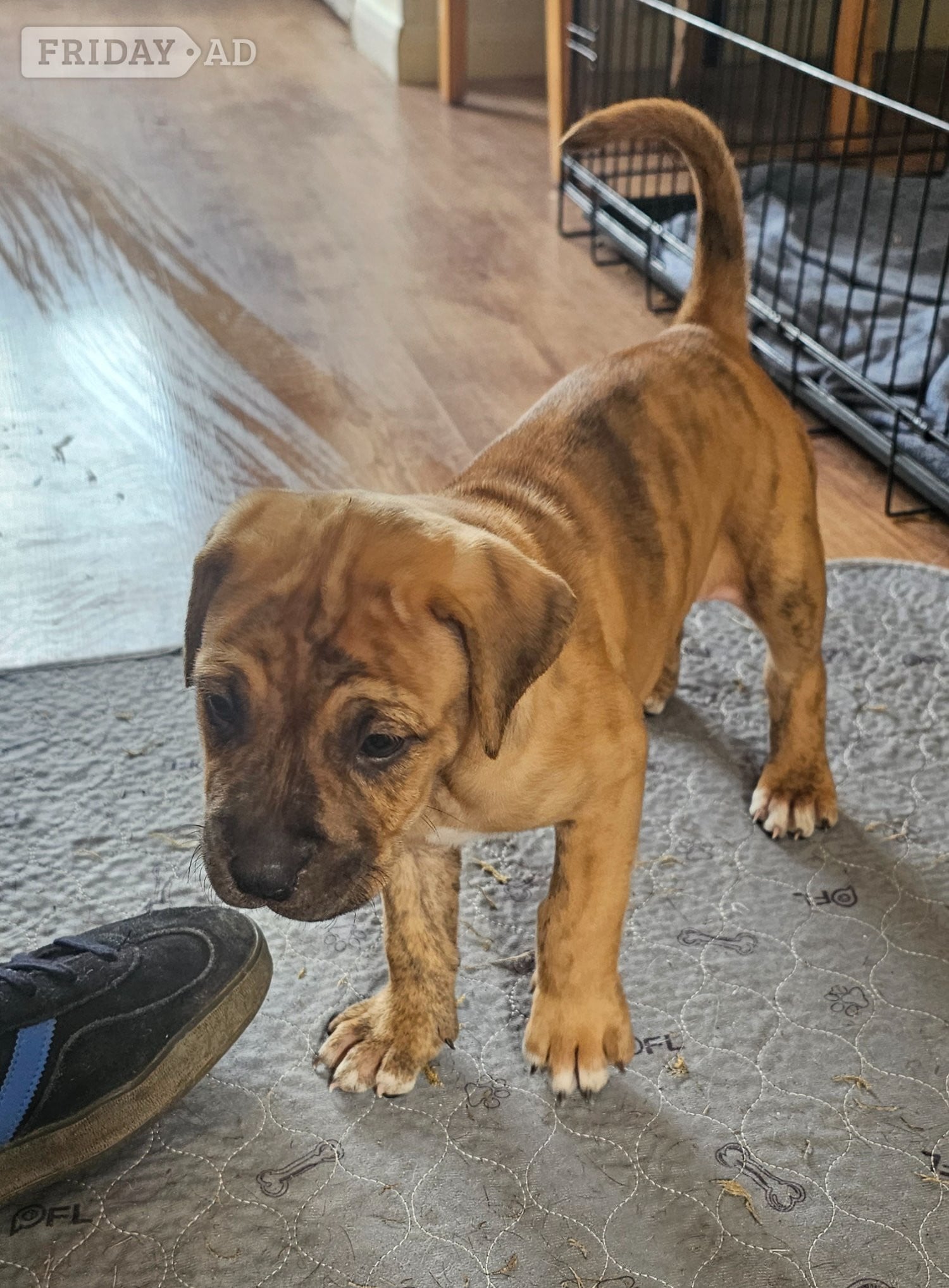 Bullmastiff cross puppies  in Brighton