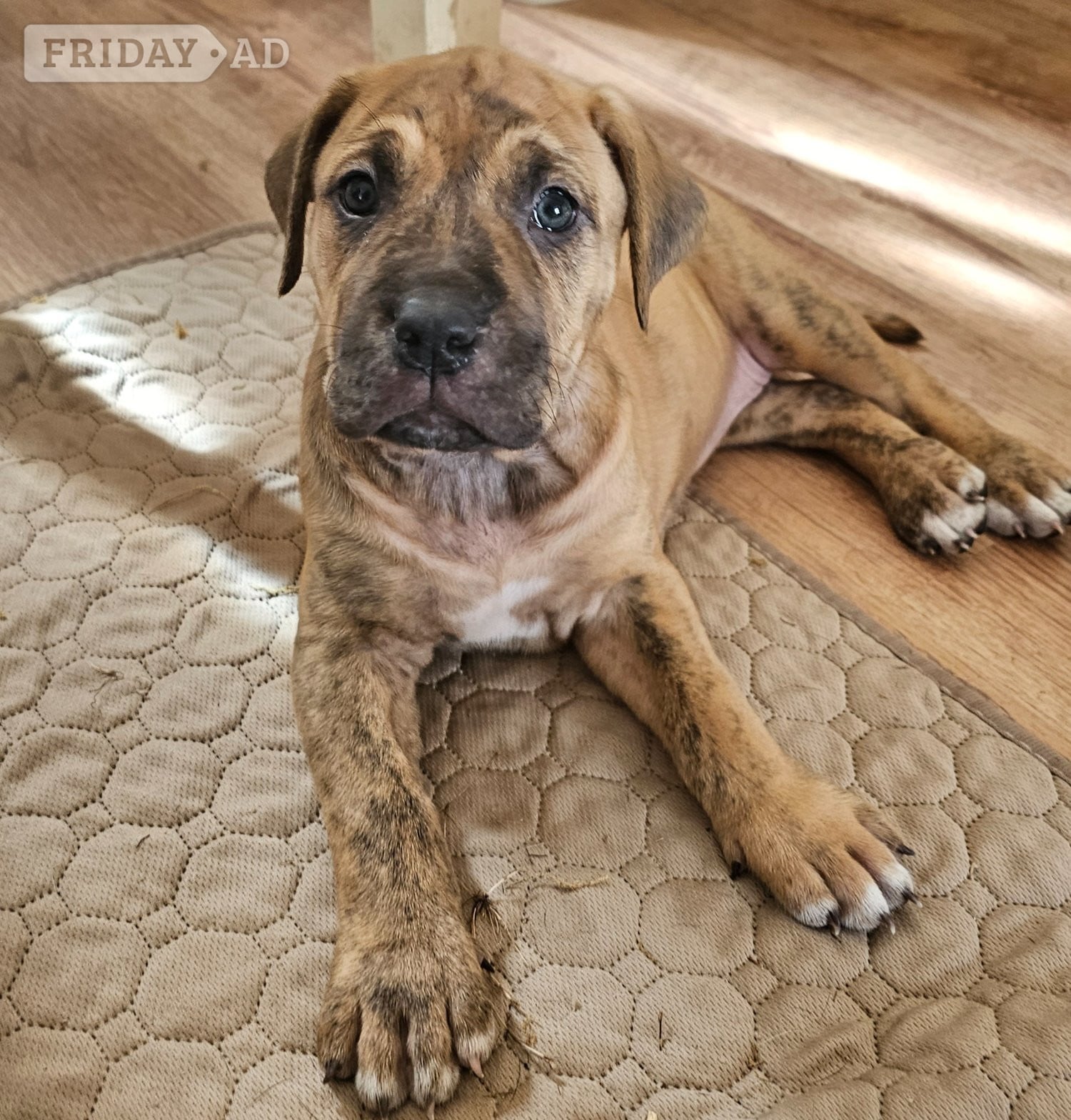 Bullmastiff cross puppies 
