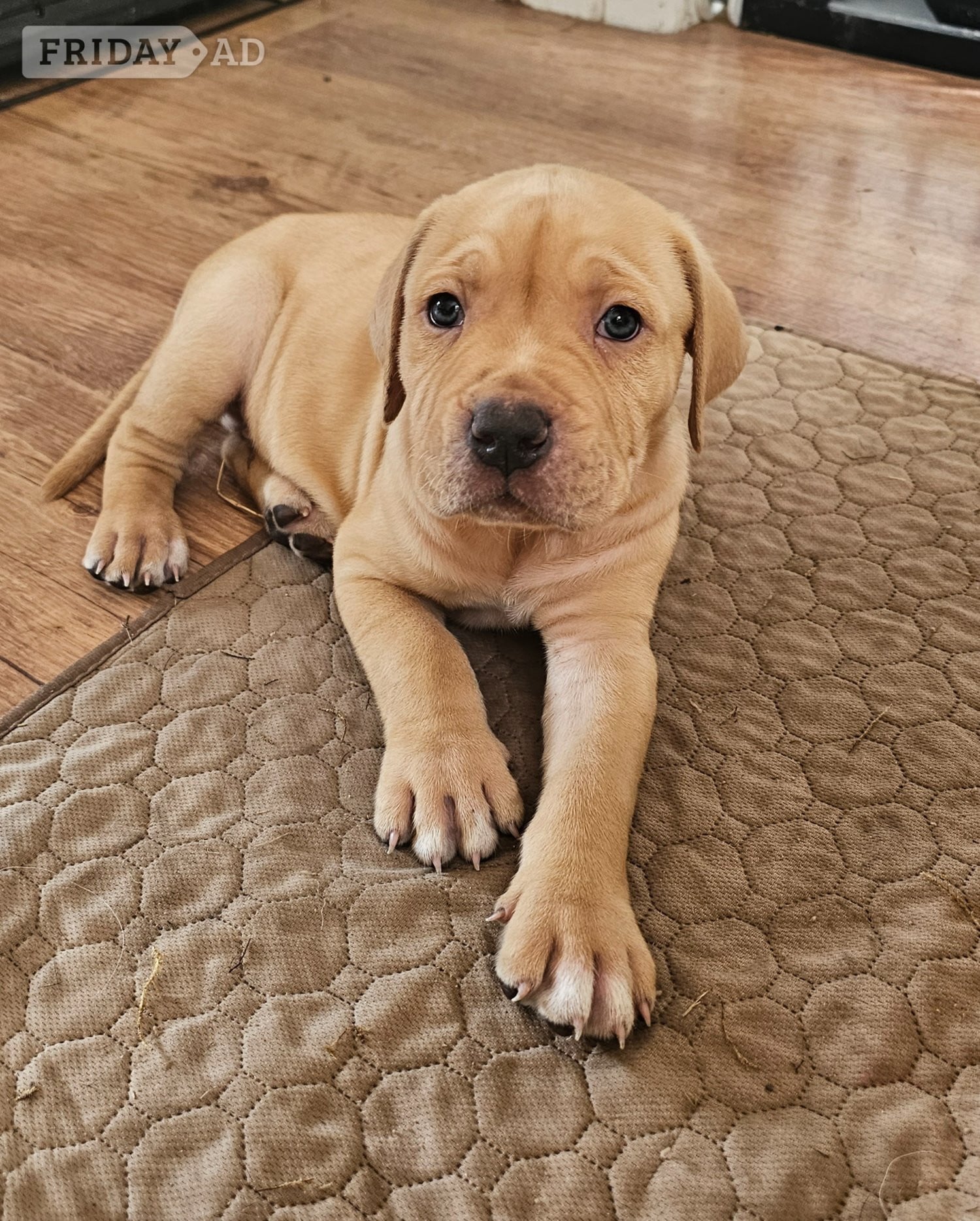 Brighton Bullmastiff cross puppies 