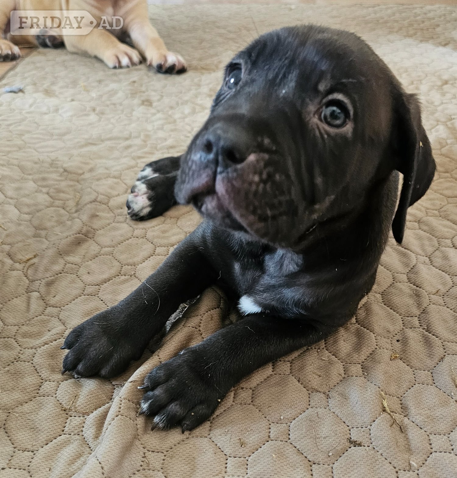 Bullmastiff cross puppies  - Dogs & Puppies in Brighton