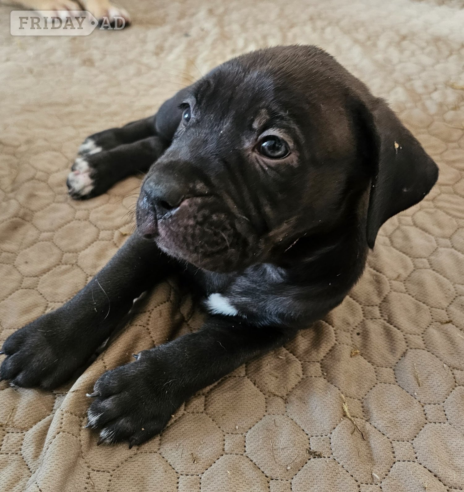 Bullmastiff cross puppies  - Dogs & Puppies