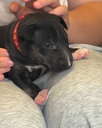 Beautiful girl bull terrier 