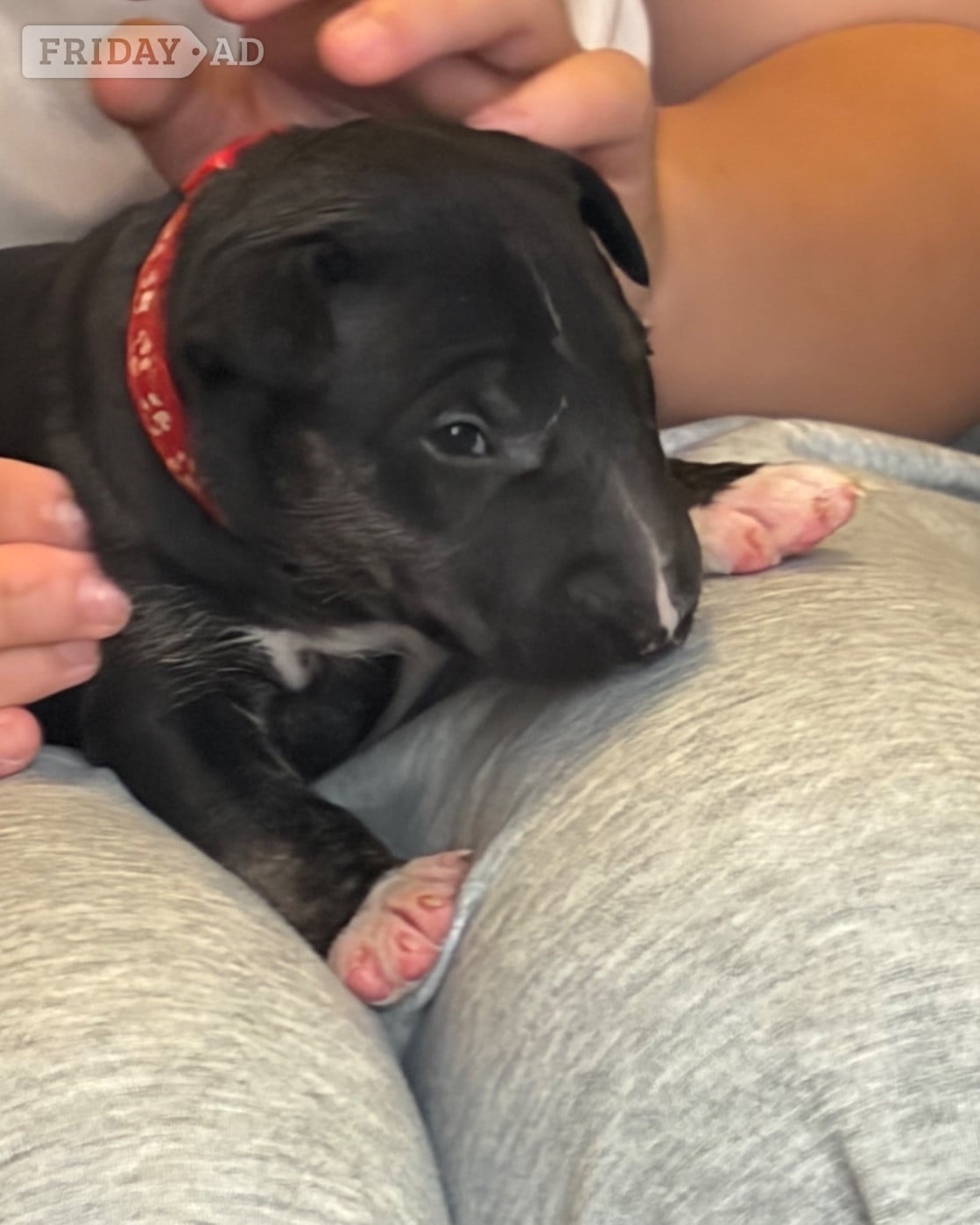 Beautiful girl bull terrier  in Sutton