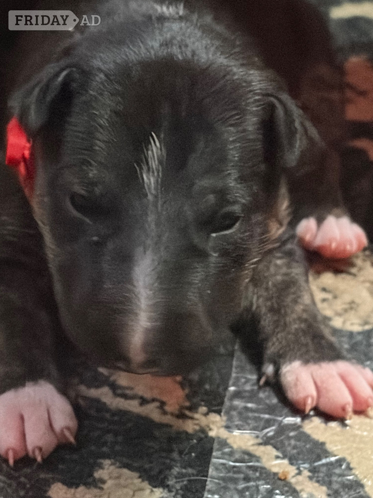 Beautiful girl bull terrier  - Dogs & Puppies in Sutton