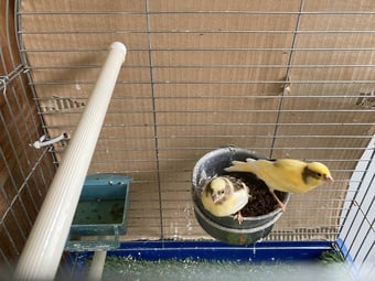 Canary Chics x 2 Variagated (yellow/brown)