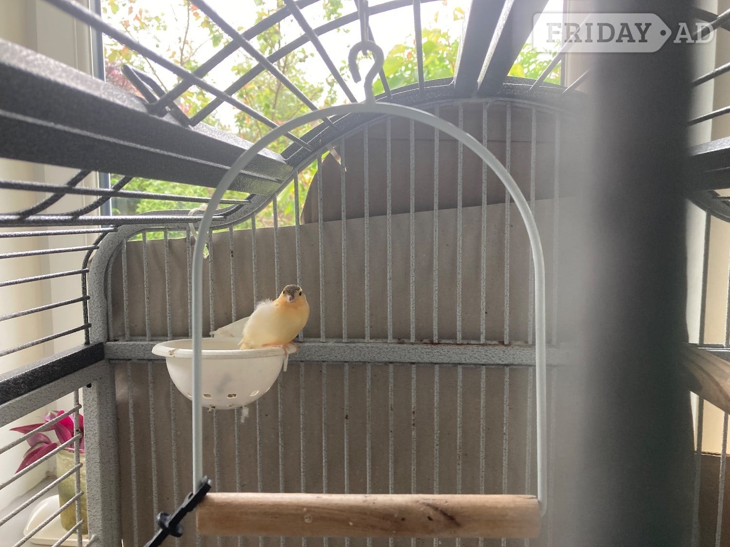 Variegated Canary Chics x 2 in Worthing