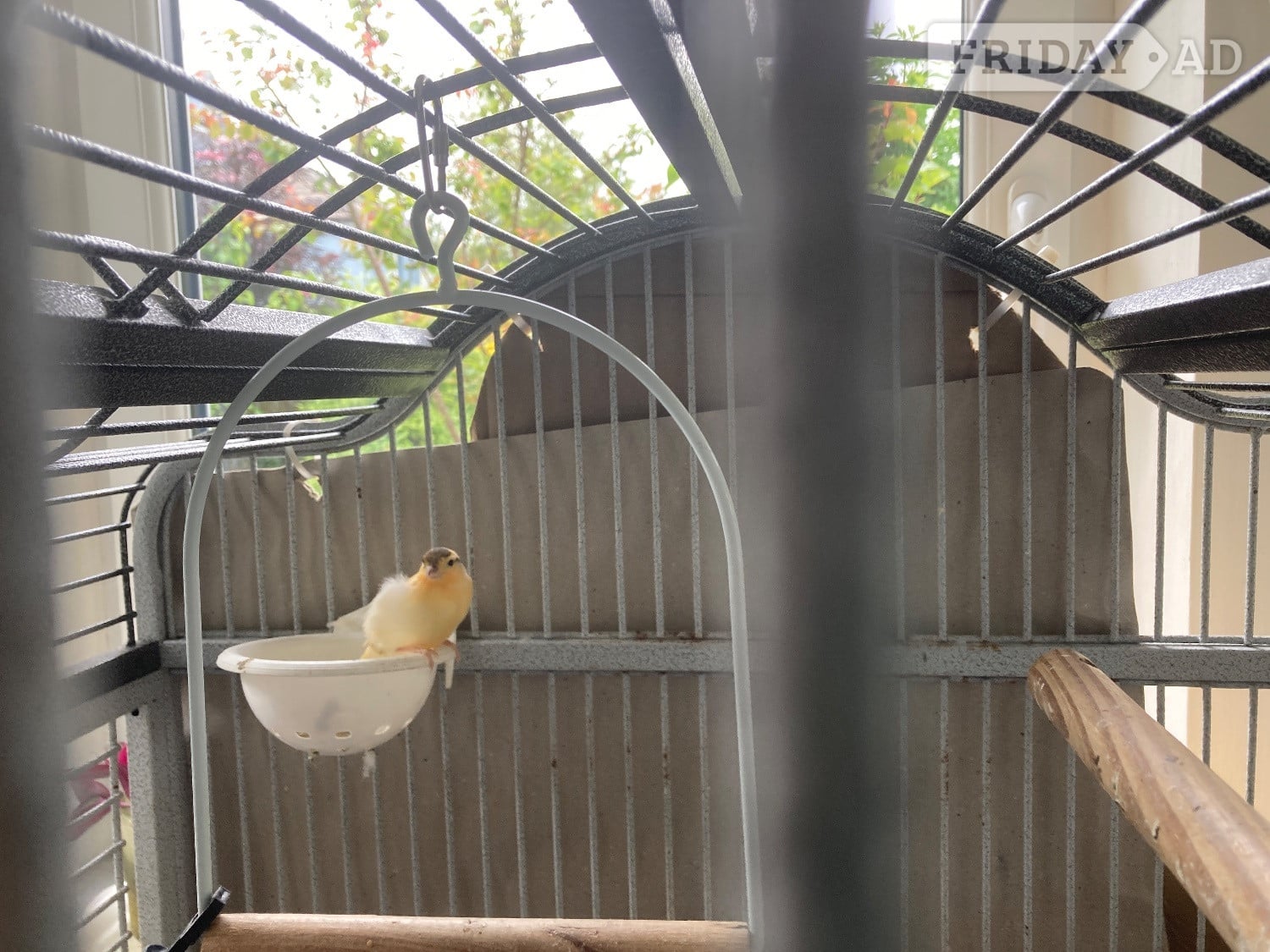 Variegated Canary Chics x 2