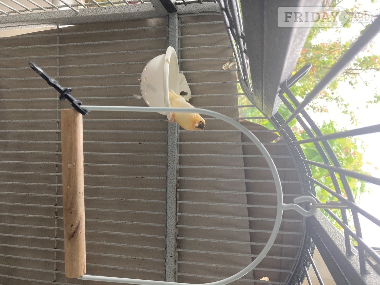 Variegated Canary Chics x 2 - Other Pets in Worthing