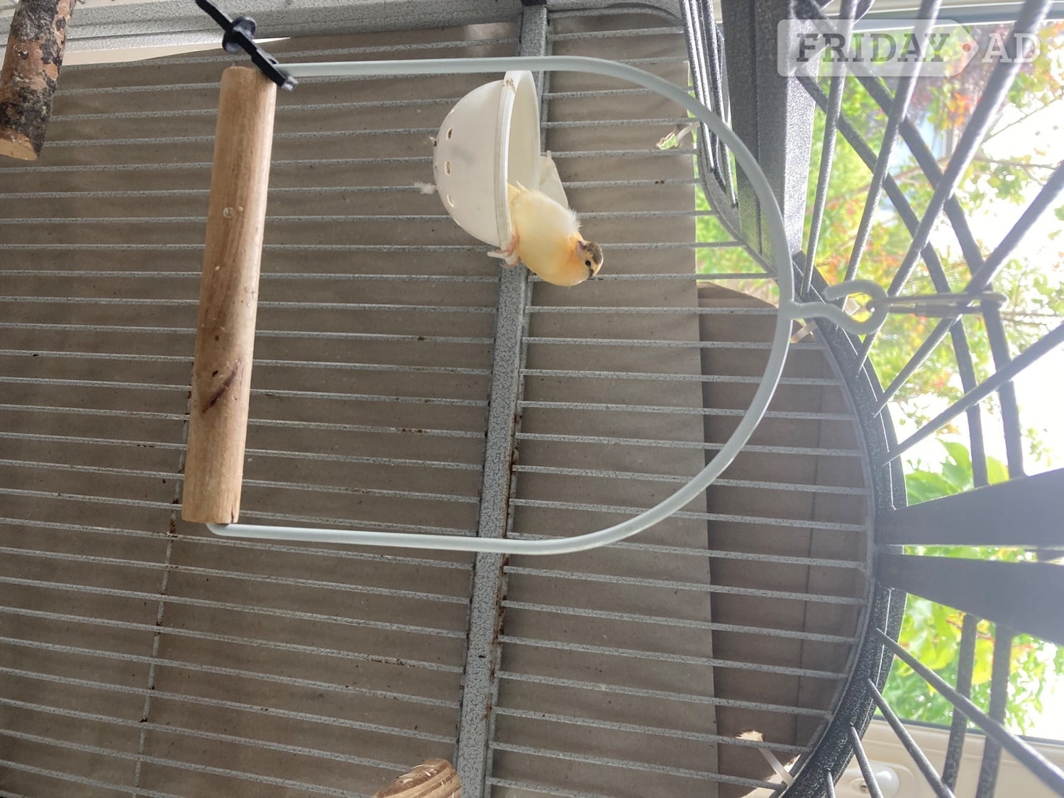 Variegated Canary Chics x 2 - Other Pets