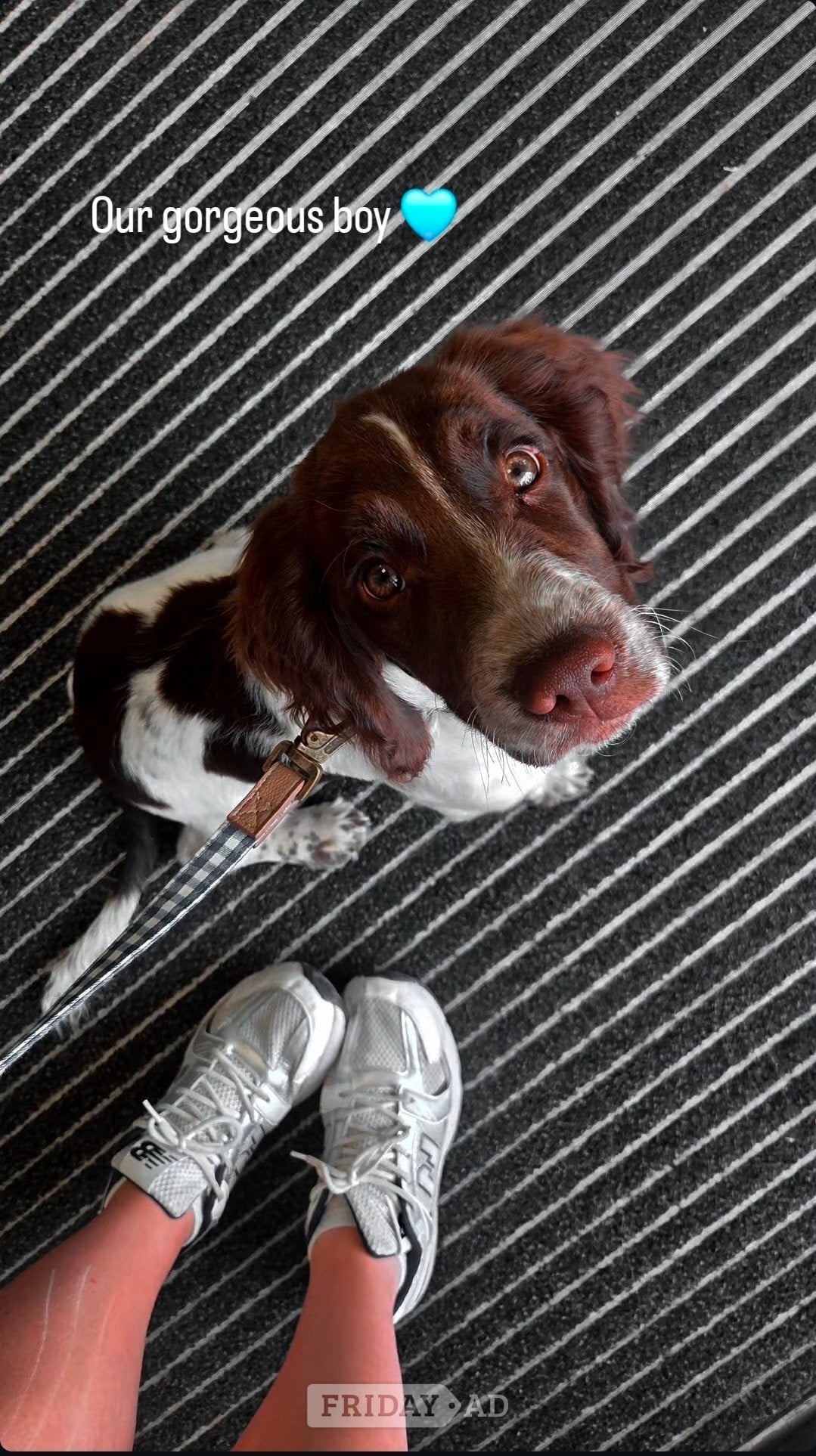 16 Week Springer in Eastbourne