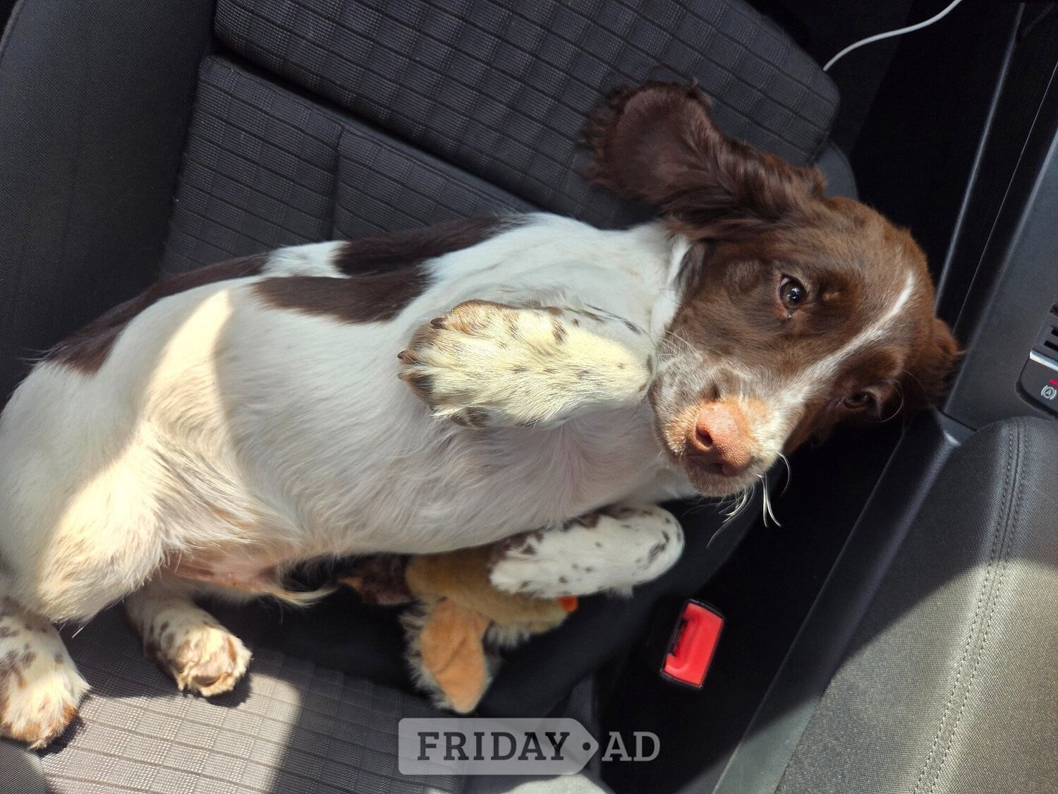16 Week Springer