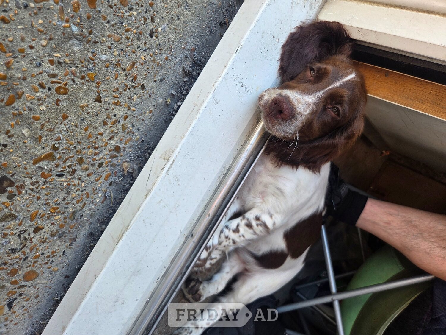 Eastbourne 16 Week Springer