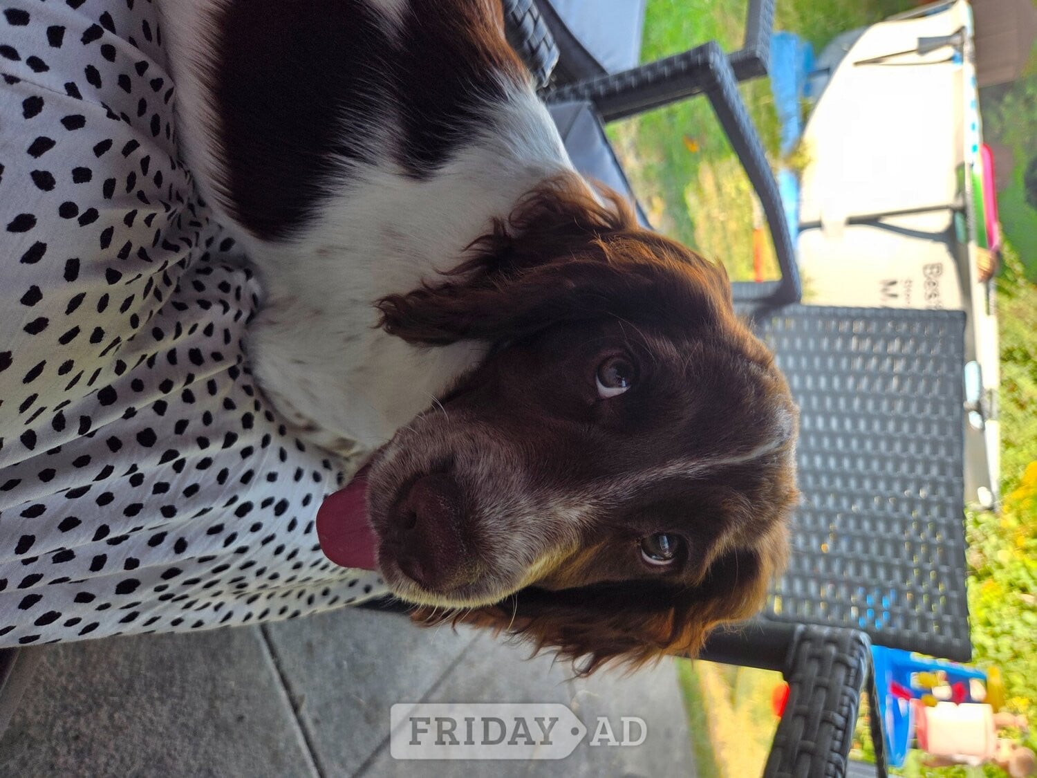 16 Week Springer - Dogs & Puppies in Eastbourne