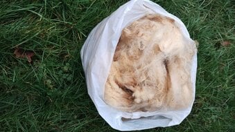 Raw unwashed Sheeps Wool