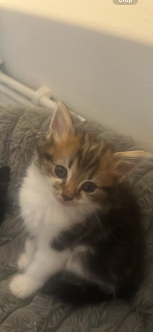 British blue cross maincoon 
