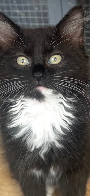 British blue cross maincoon 