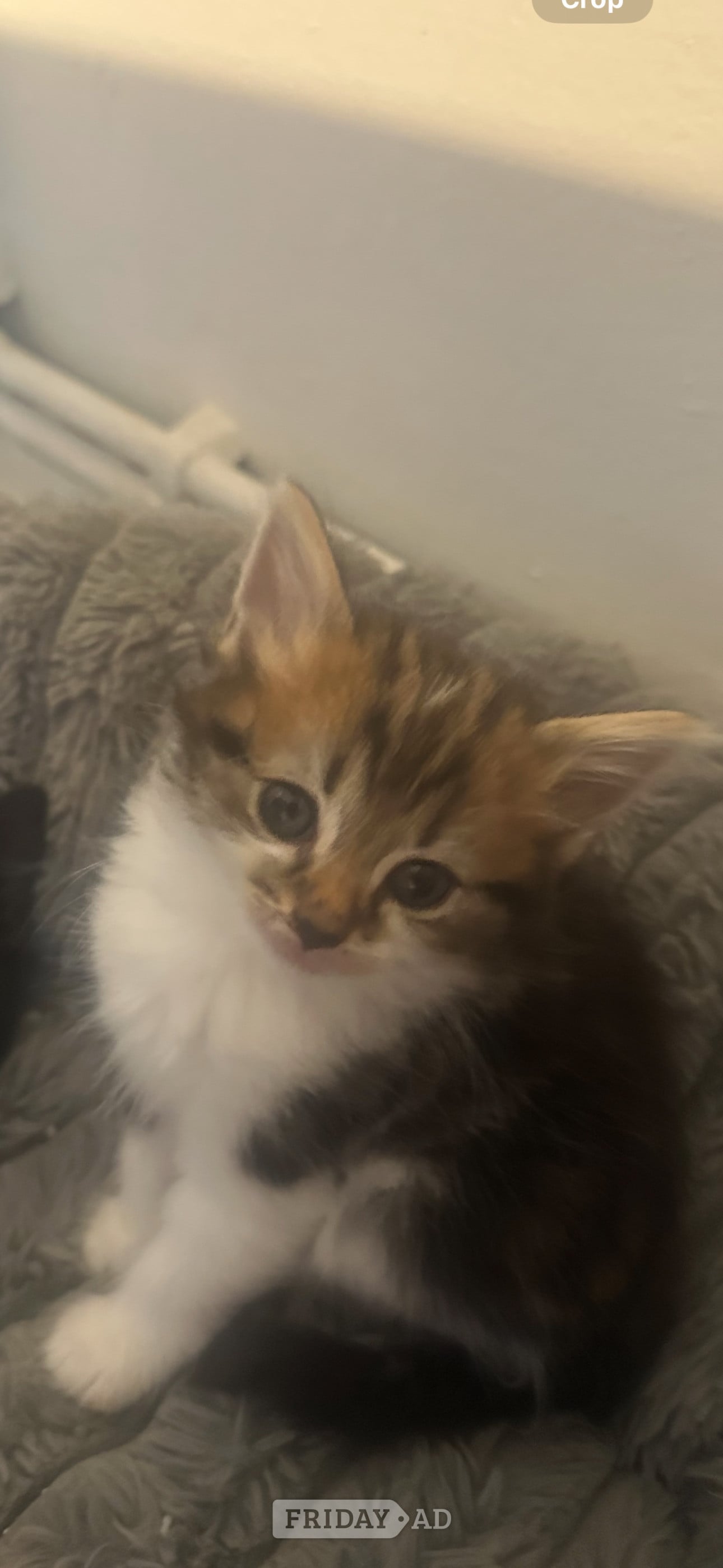 British blue cross maincoon  in Eastbourne