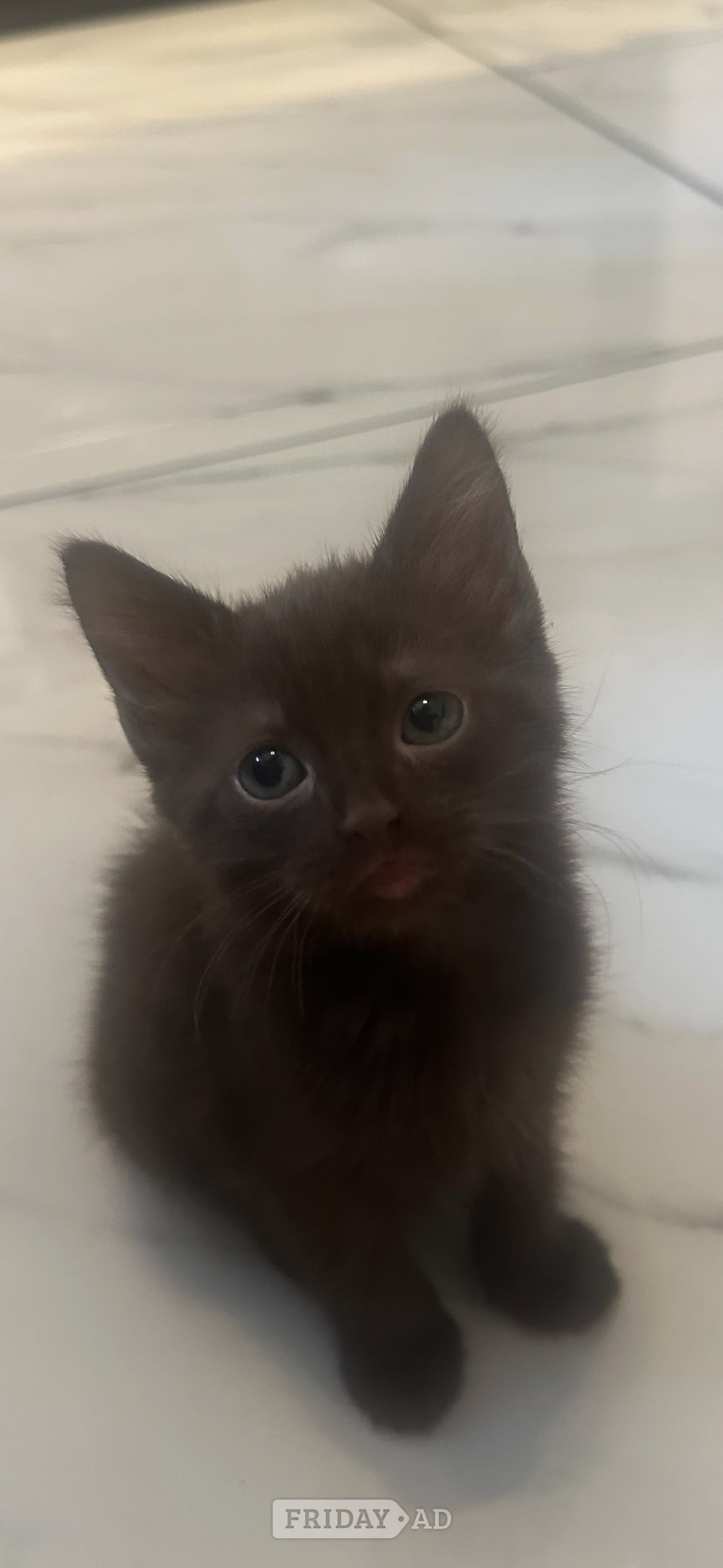 British blue cross maincoon 