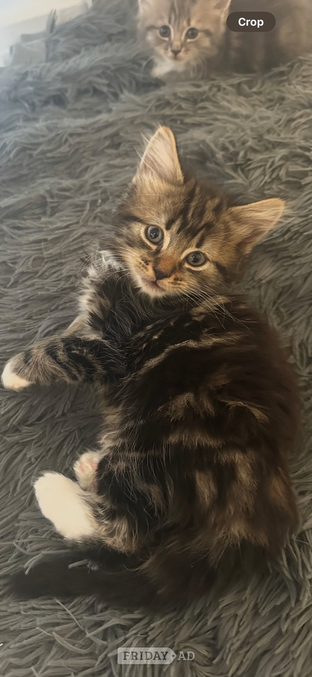 British blue cross maincoon  - Cats & Kittens in Eastbourne