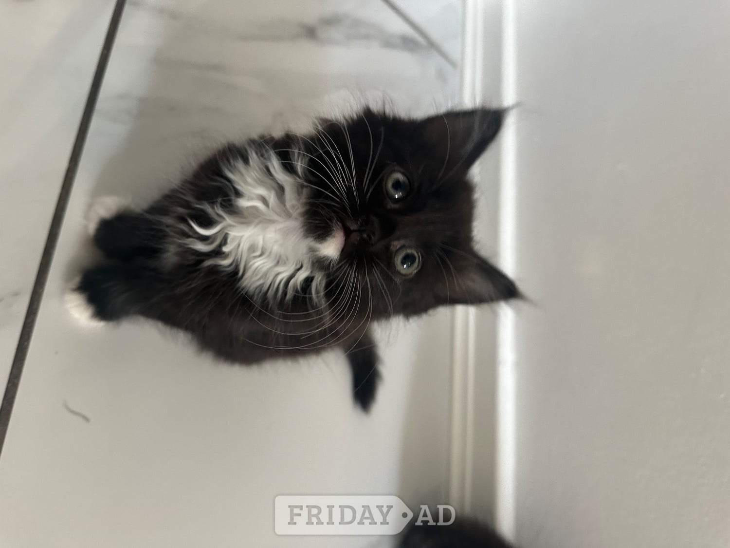 British blue cross maincoon  - Cats & Kittens