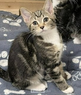 3 gorgeous kittens available in Barnet
