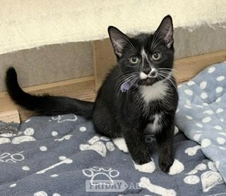 3 gorgeous kittens available