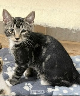 Barnet 3 gorgeous kittens available