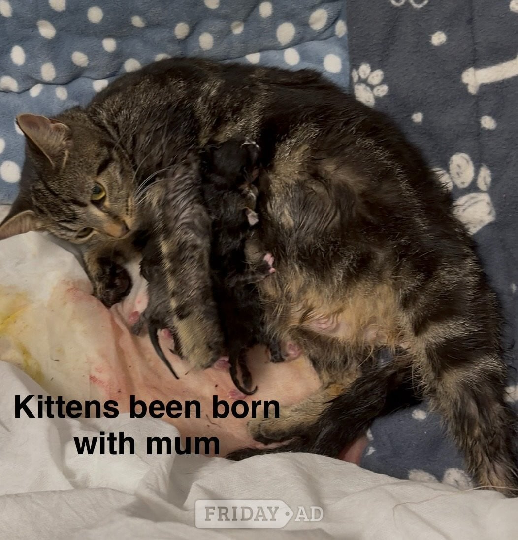 3 gorgeous kittens available - Cats & Kittens in Barnet