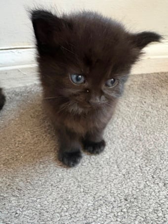 Beautiful kittens for sale 