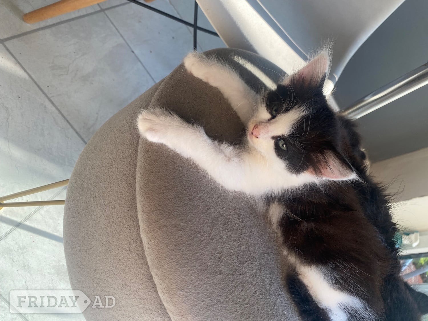 Beautiful kittens for sale 