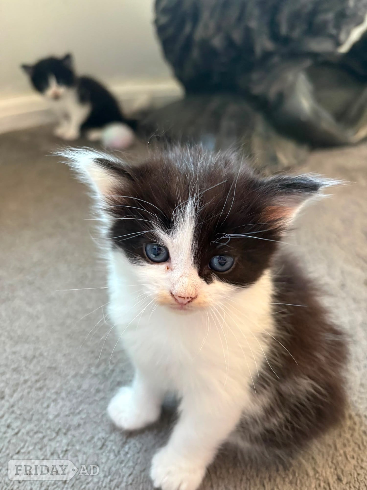 Hastings Beautiful kittens for sale 