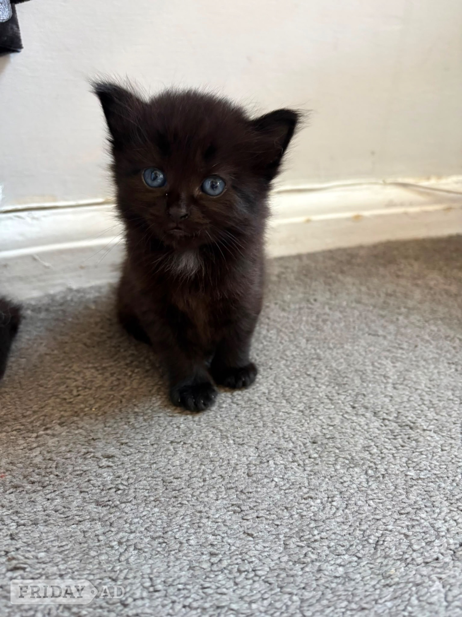 Beautiful kittens for sale  - Cats & Kittens in Hastings