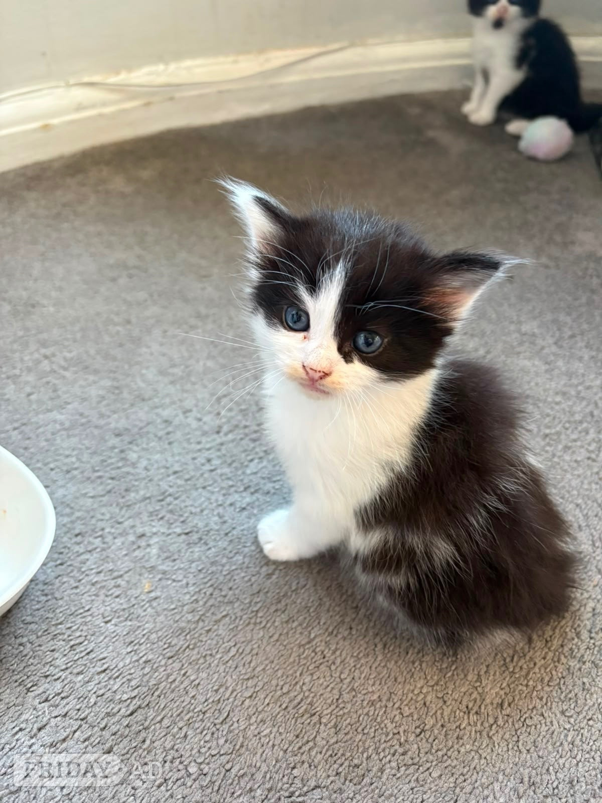 Beautiful kittens for sale  - Cats & Kittens