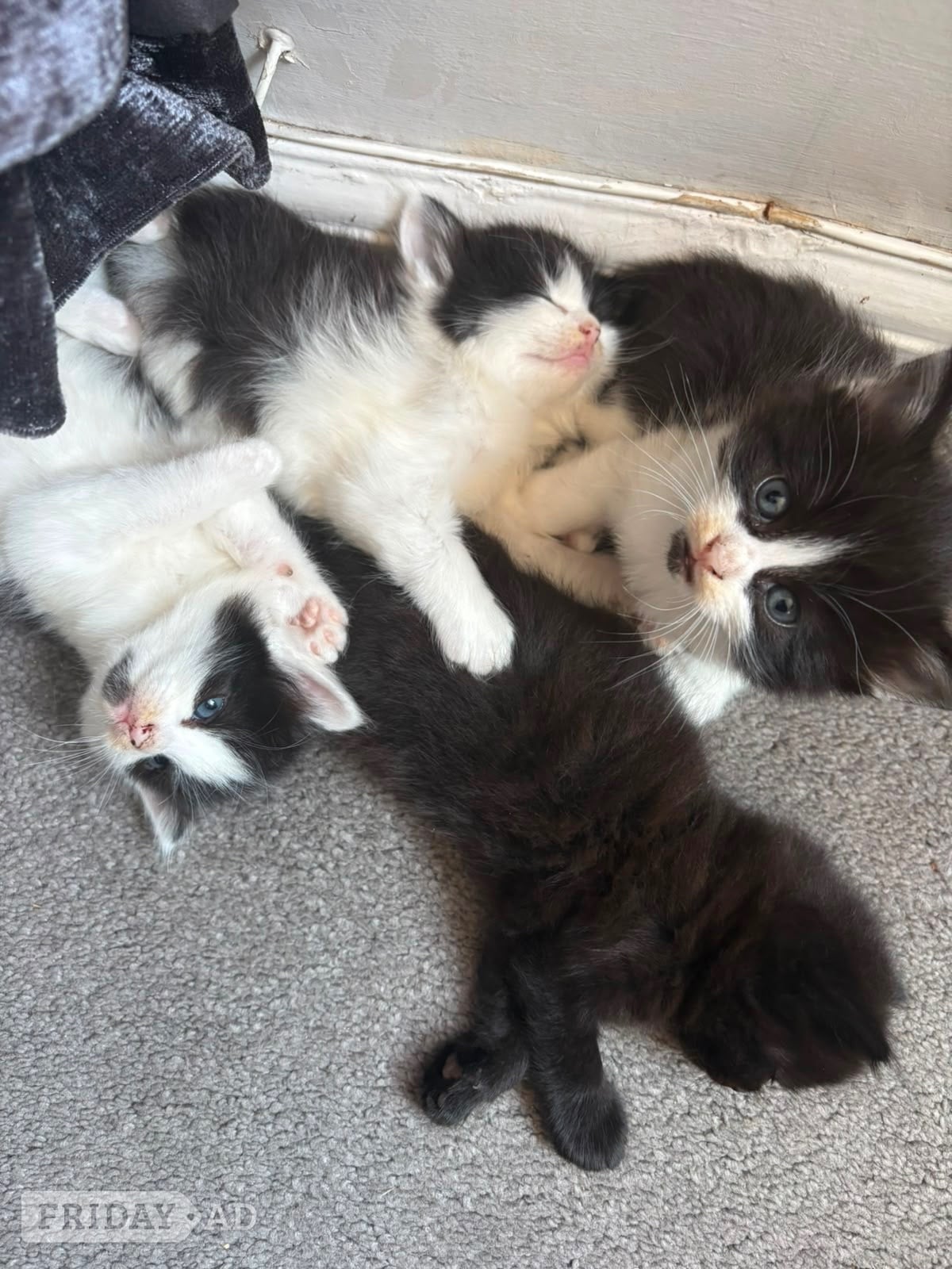 Hastings Beautiful kittens looking for forever home 