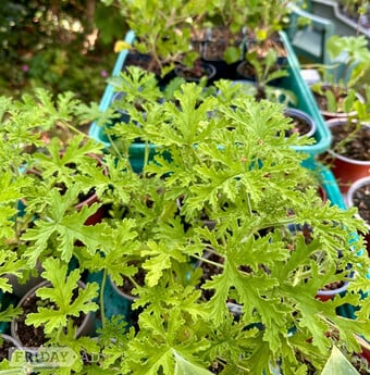 Scented Leaf Pelargonium Plants: all home grown