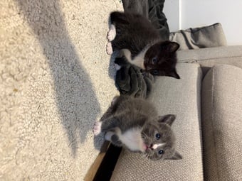 CUTE kittens for sale 