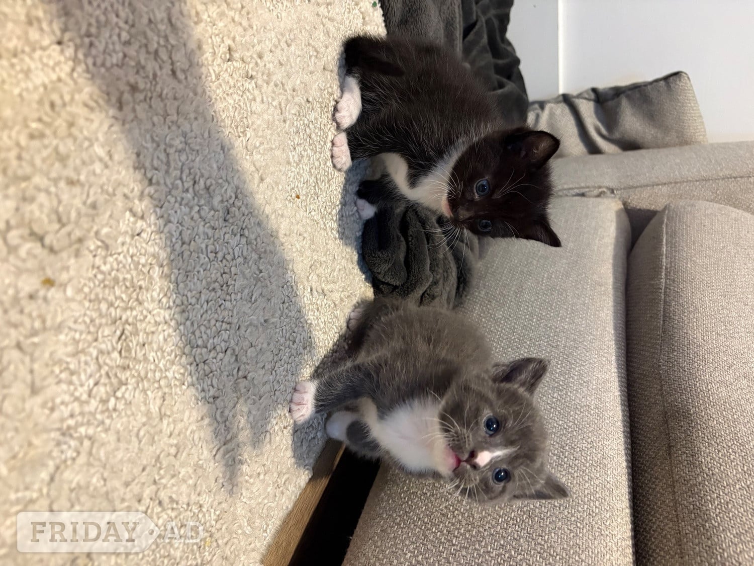 CUTE kittens for sale  in Chichester