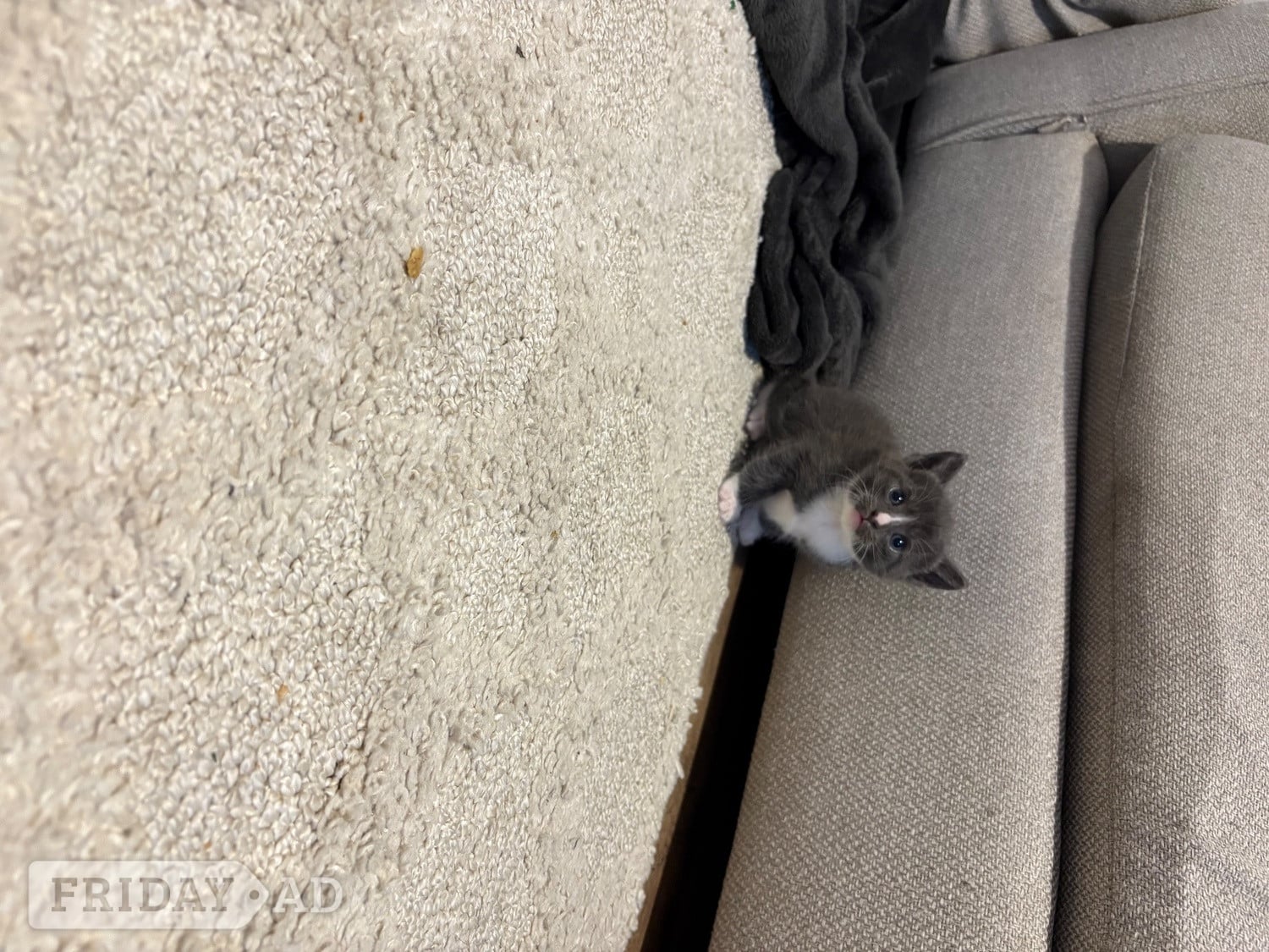 CUTE kittens for sale 