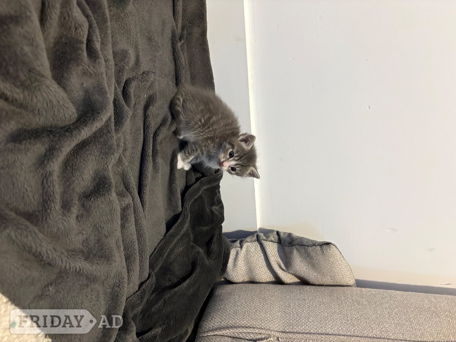 Chichester CUTE kittens for sale 