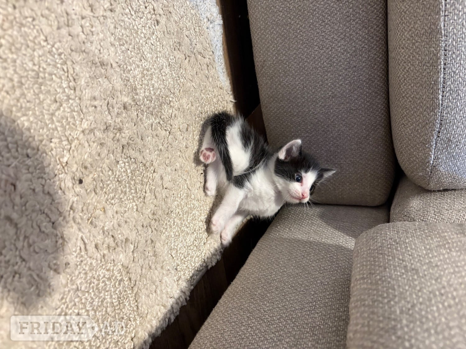 CUTE kittens for sale  - Cats & Kittens in Chichester