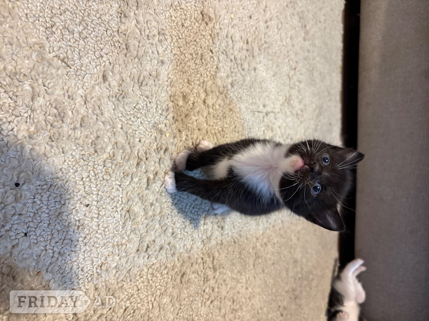 CUTE kittens for sale  - Cats & Kittens