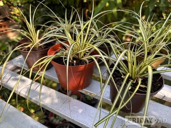 Carex Evergold Garden Plants & Other Varieties 