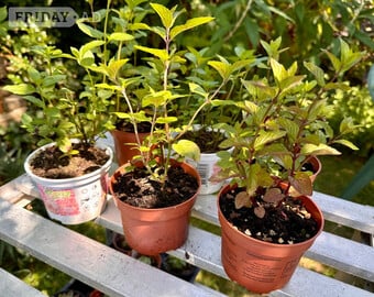 Chocolate Mint Plants & Other Varieties 
