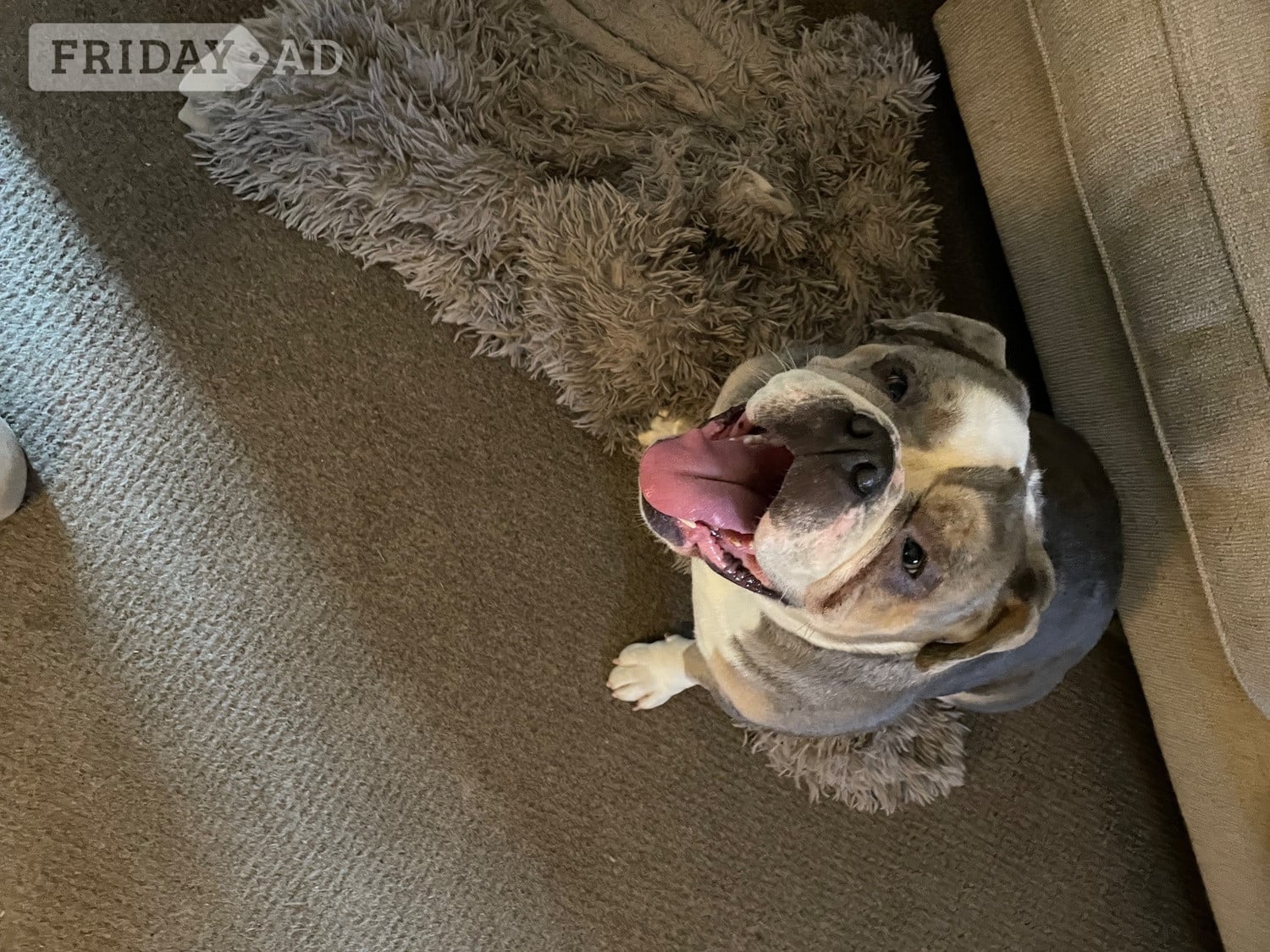 Beautiful KC Registered English Bulldog in Nottingham