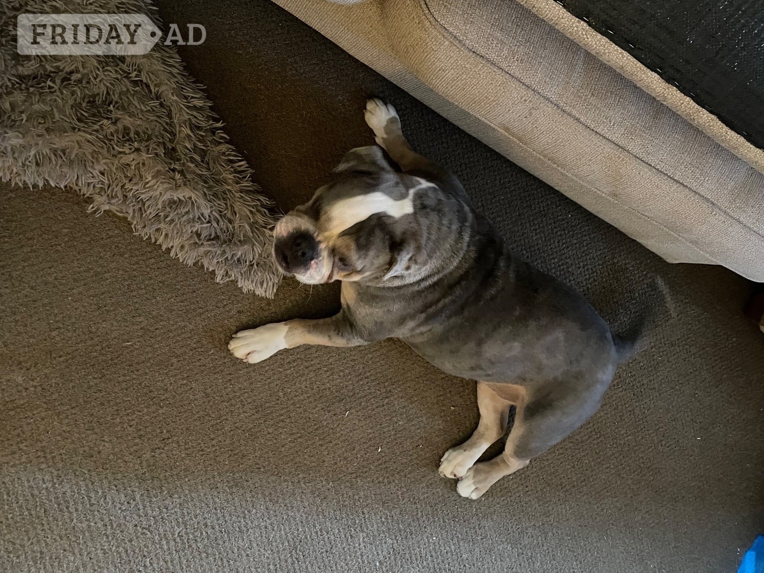 Beautiful KC Registered English Bulldog