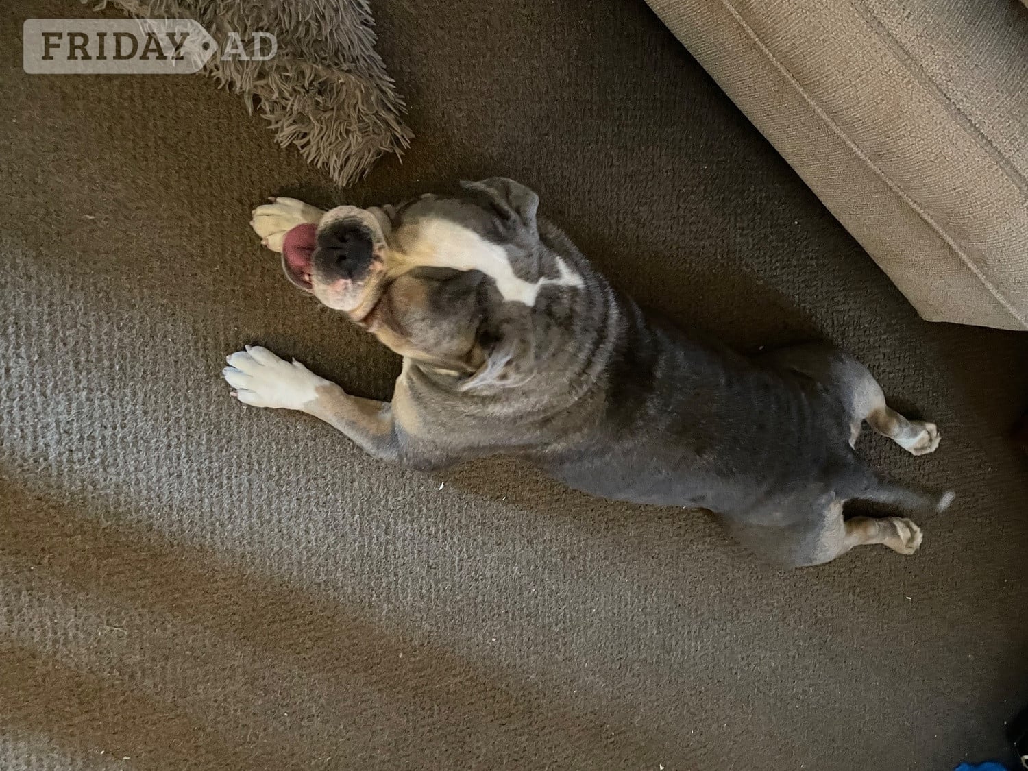 Nottingham Beautiful KC Registered English Bulldog